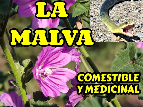 Malva Sylvestris: Propiedades y Usos de esta Planta Medicinal