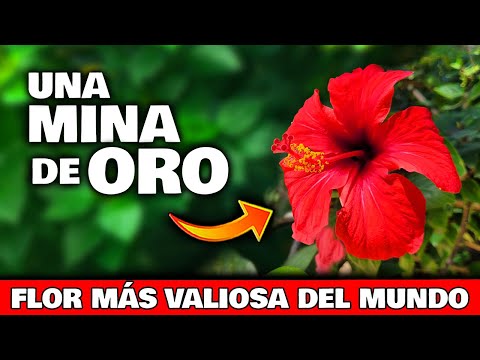 Hibiscus Malva: Descubre los beneficios y cuidados de esta planta exótica