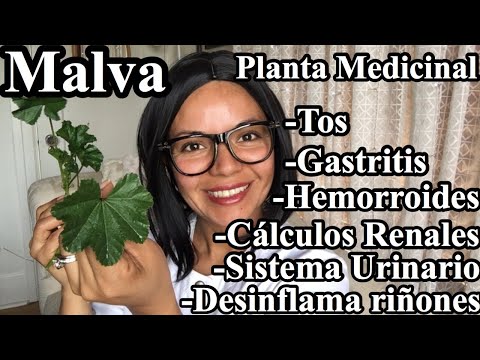 Malva Alcea: Propiedades y beneficios de esta planta medicinal
