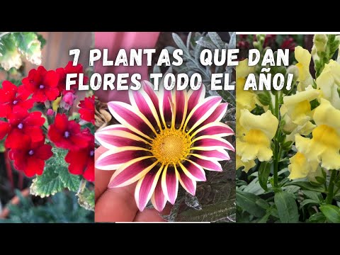 Malva Fina: La Flor Perfecta para Decorar y Cuidar tu Jardín
