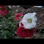 Cultivo de malva real: consejos y técnicas para obtener flores exuberantes